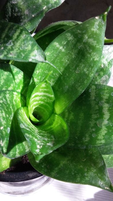 Продаю комнатные цветы разные