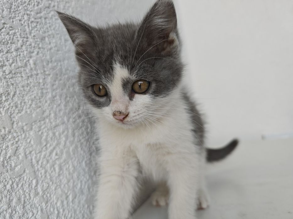 Пристраиваются котята