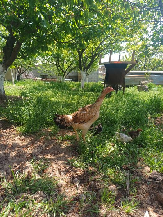 45 ке беріп жіберемін бір жерден