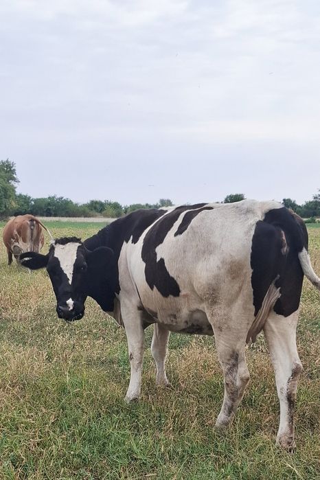 Vând lot vaci baltata românească