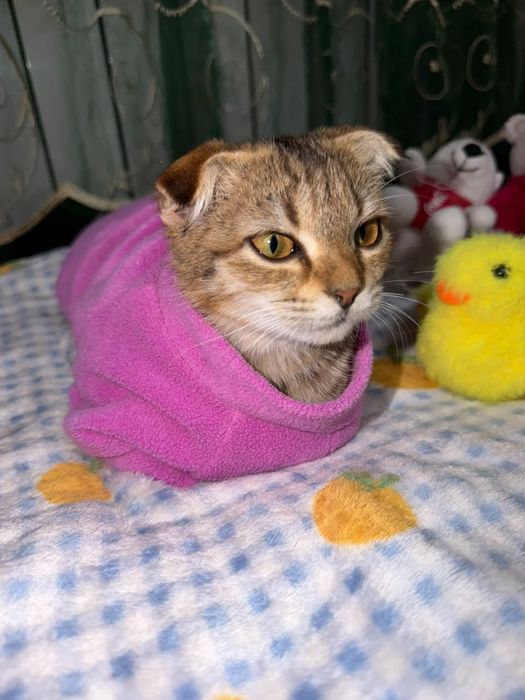 Ласка котёнок подросток