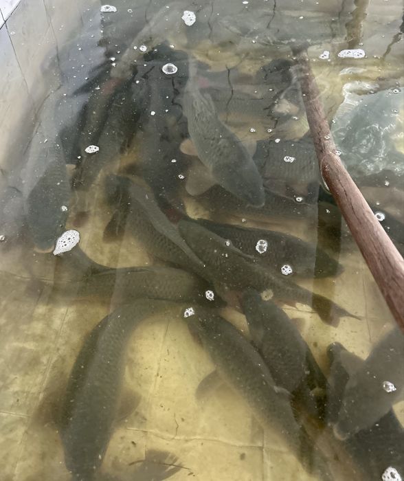 Crap , fitofag /singer