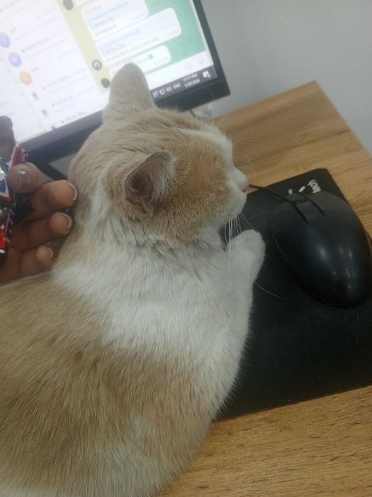 mehrobon mushuk tekinga  добрый кот бесплатно