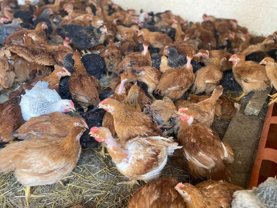 Vindem pui rasa mixta