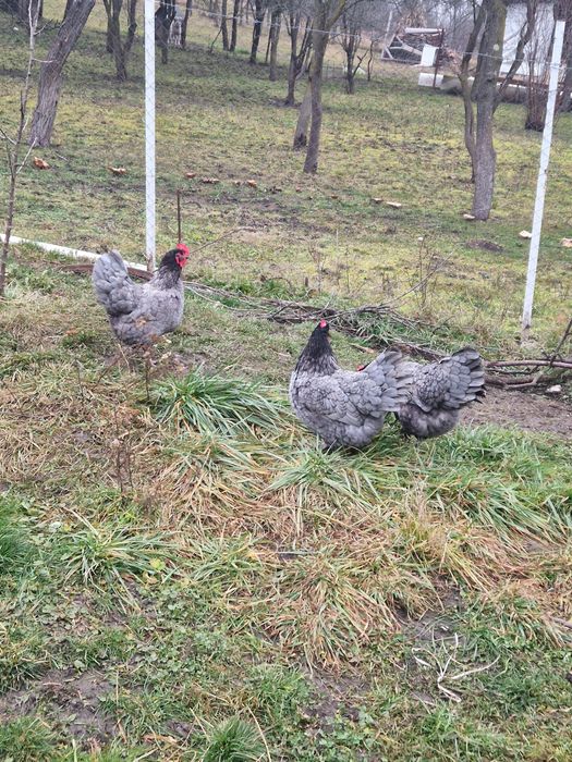 Vand ouă australorp