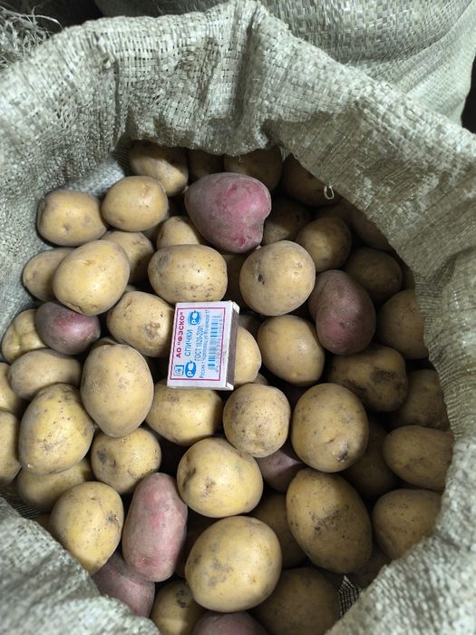 Картофель дачный