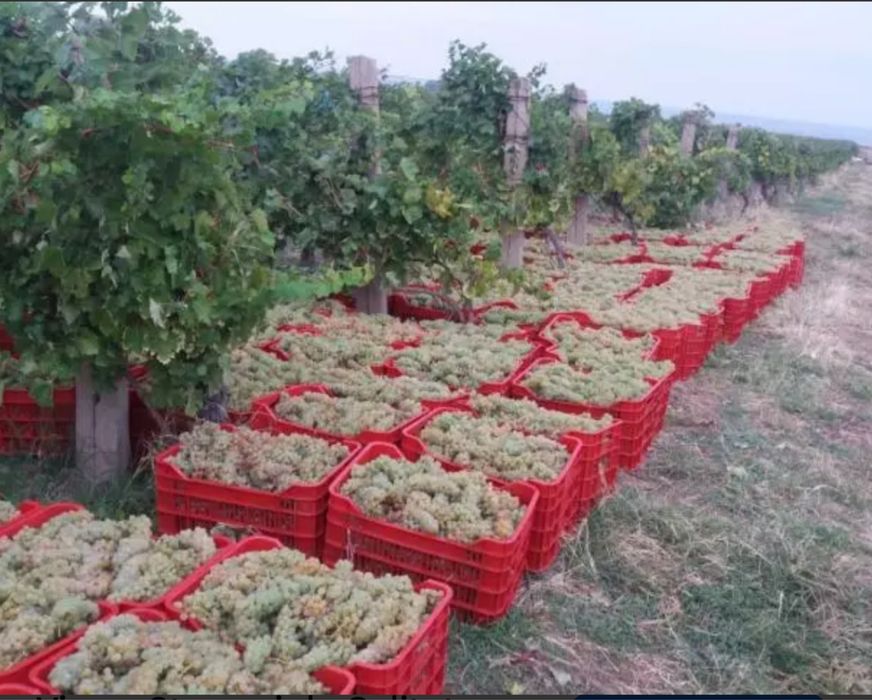 Vand struguri de vin!-transport gratuit!