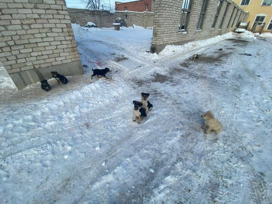 отдам щенков в добрые руки