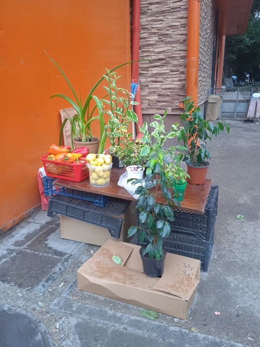 Продам цветы комнатные в горшках.