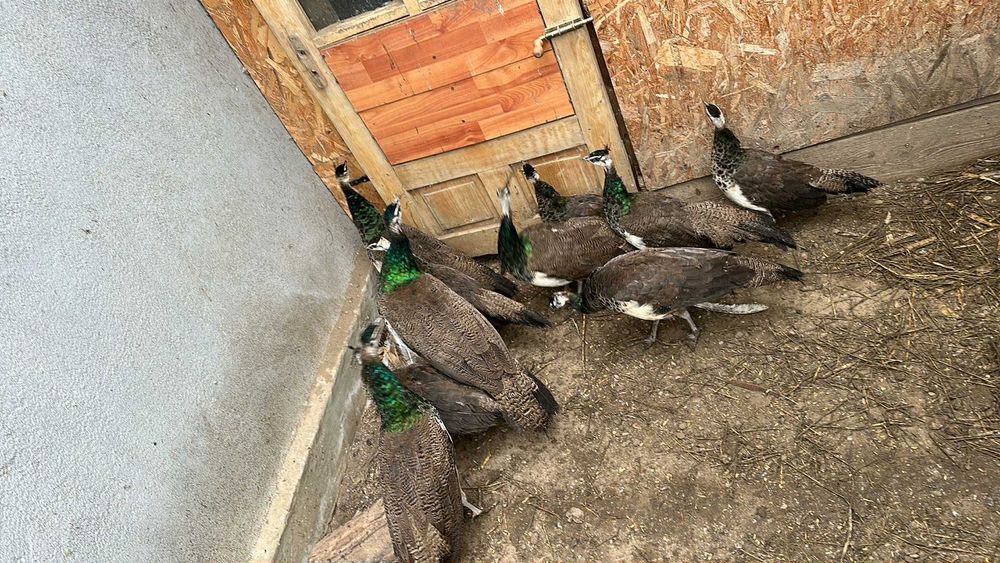 Pui de păun și fazani comuni