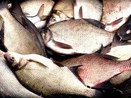 Лещ 400-600 оптом