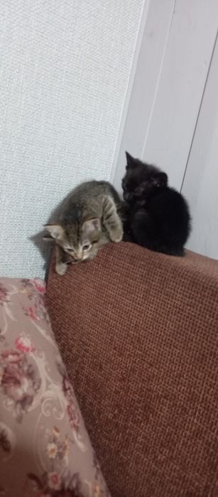 Котята . Бесплатно .