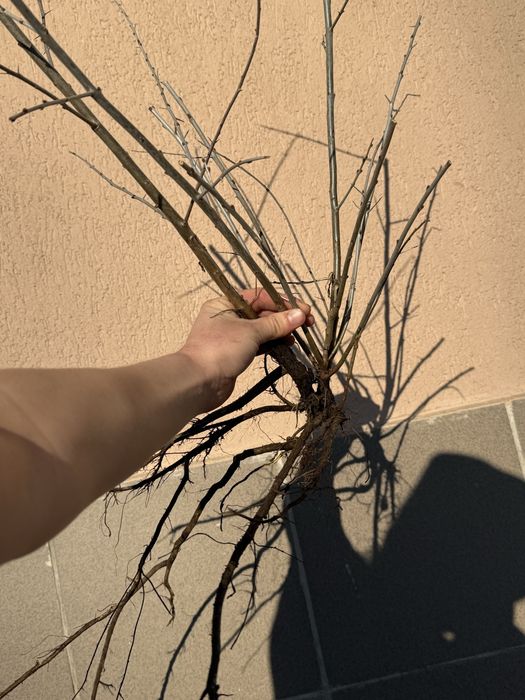 Arbusti catină boabe