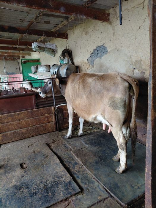 Бызаулы сиыр сатылады