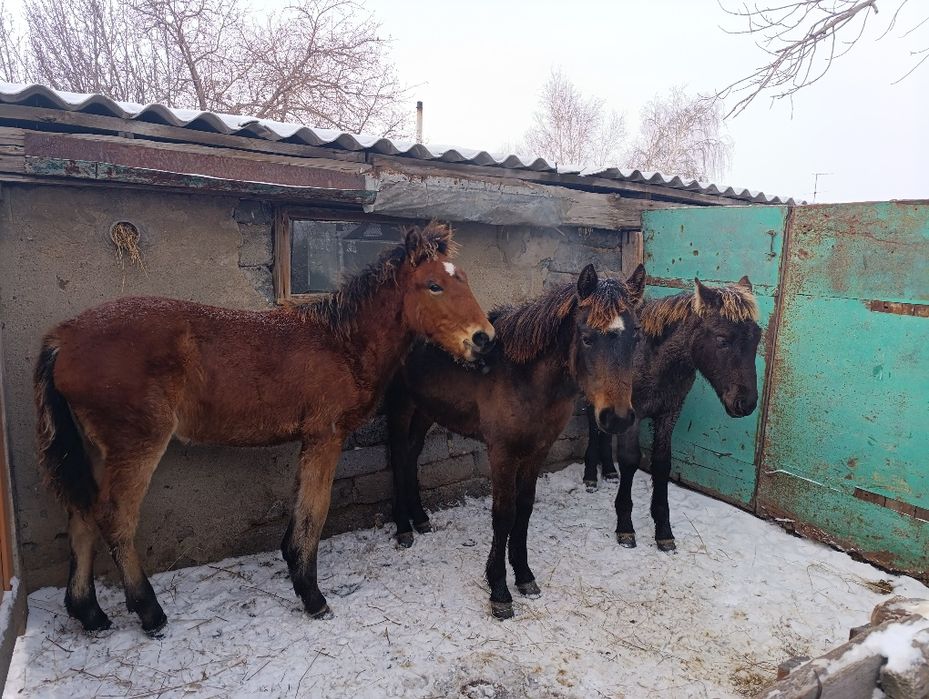 Жабагы еркек 2 головы