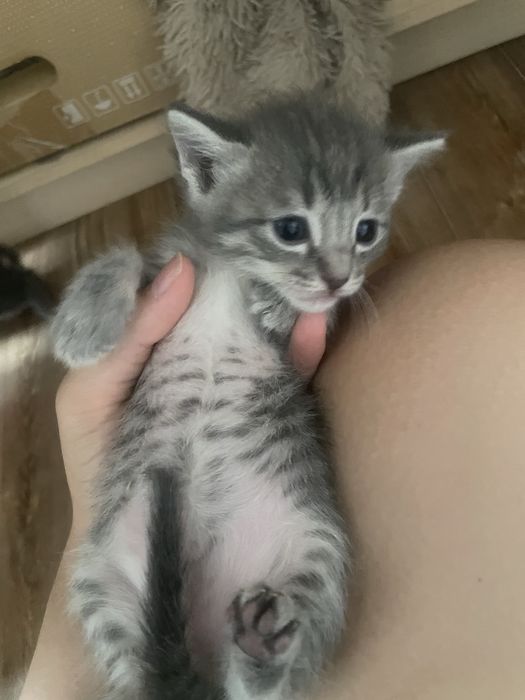 котята бесплатно девочки