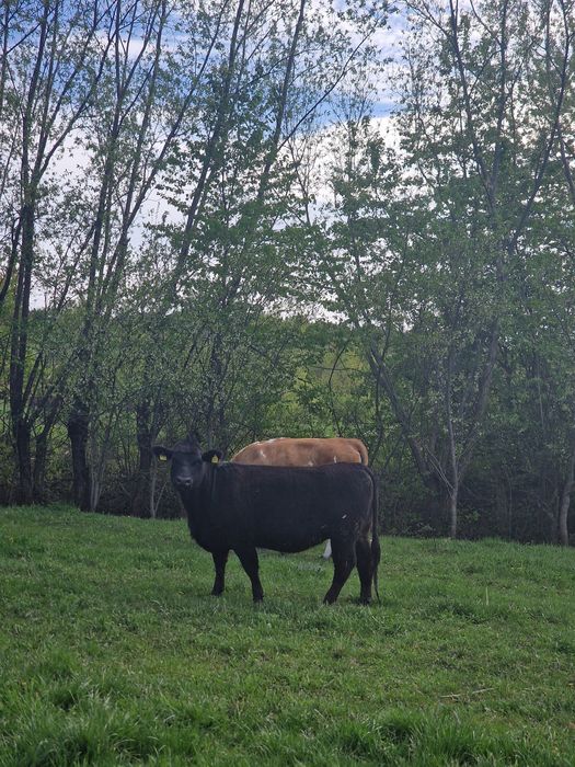 Vând 6 vaci de angus