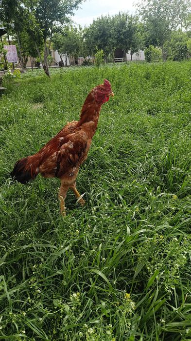 Куланги Хуроз сотилади , 2025 август жужаси