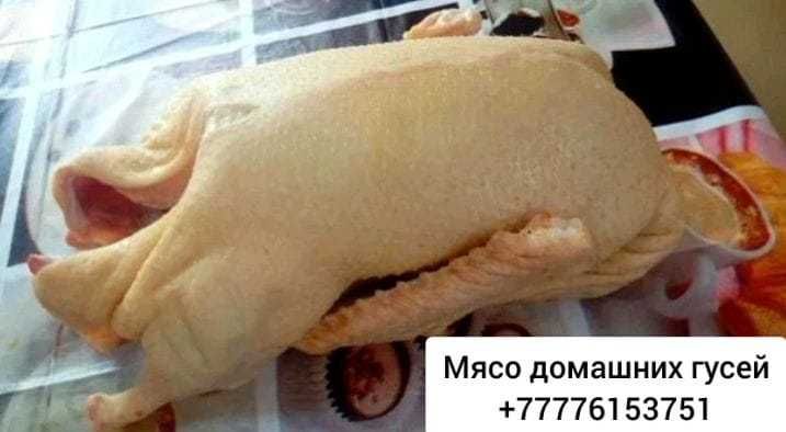 Продам гусинный жир