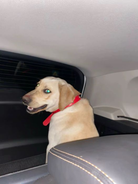 Продам собаку лабрадор