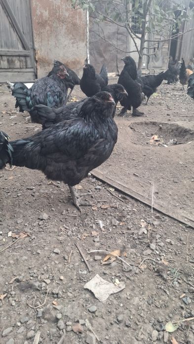 Продам петушков америукана