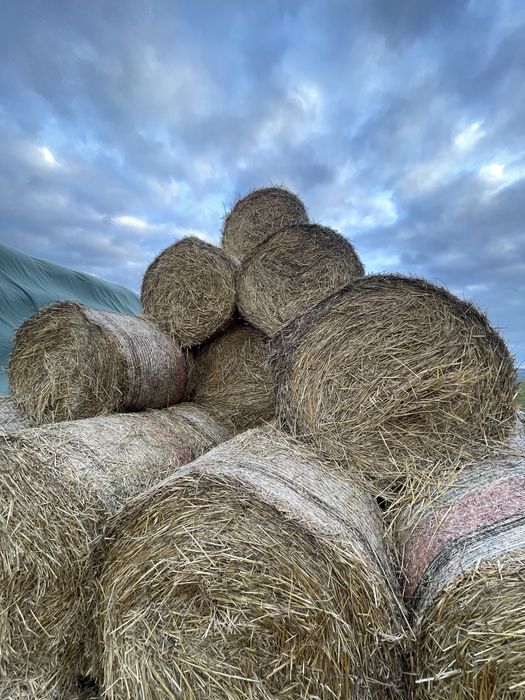 Baloti de paie 120-120