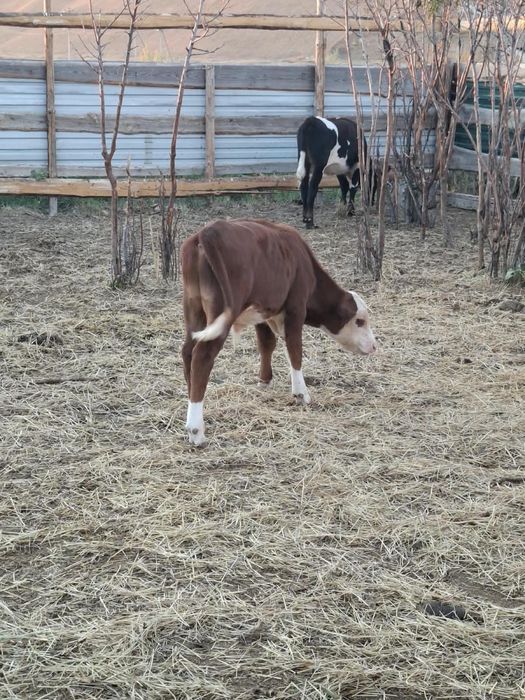 Продаются коровы и теляьа