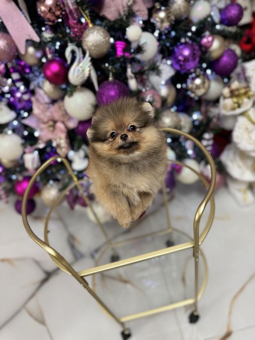 Mascul pomeranian fci pedigree