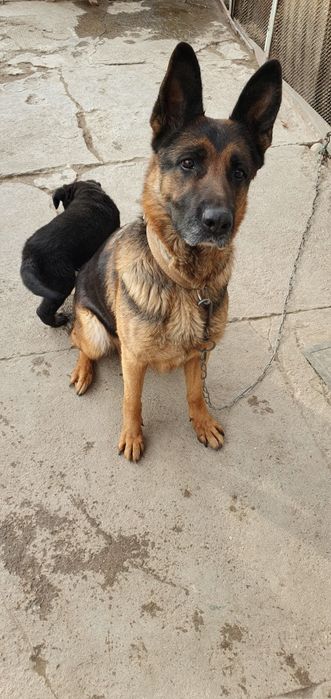 Щенки немецкой овчарки