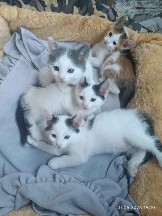 Котета търсят семейство