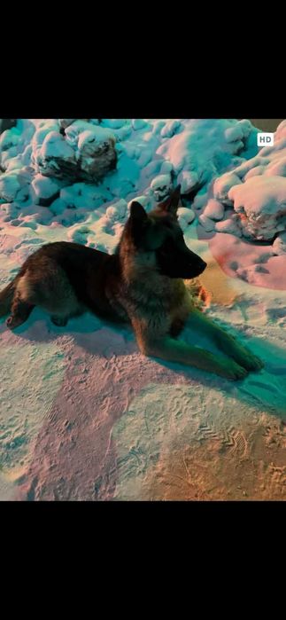 Чья собака? Ищем владельца!