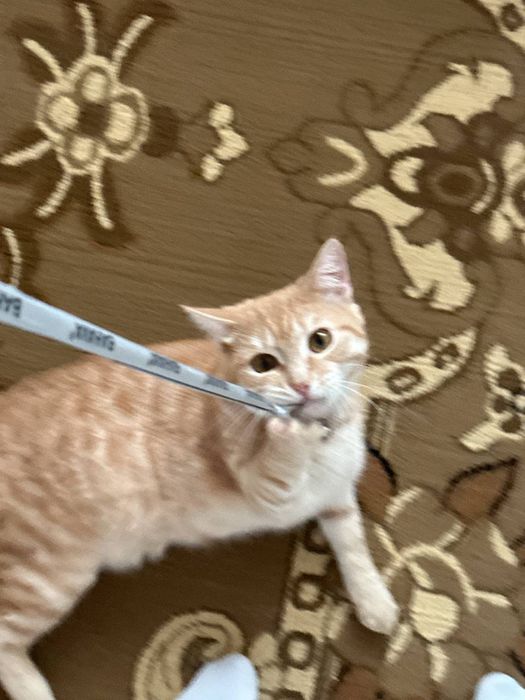 Кот по кличке Рыжик