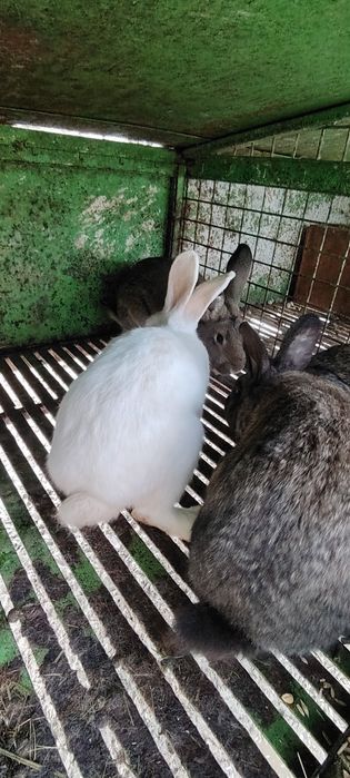 Зайци, домашни зайци заешко месо