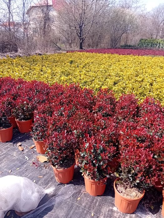 Vând chiparos leylandi