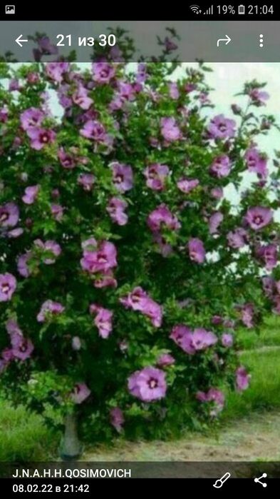 Климатес многолетник,