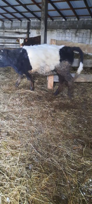 Продам телок. Село Кенжеколь