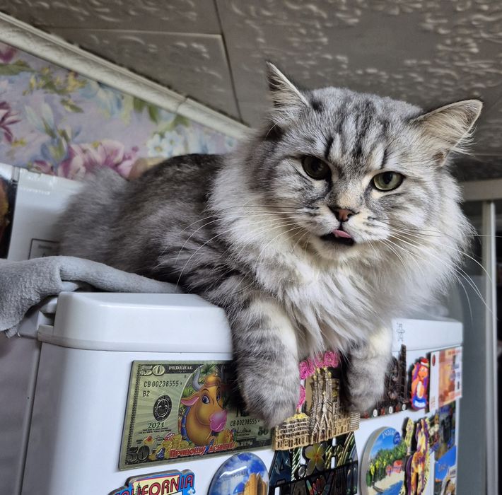 Отдам даром кота.