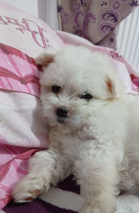 Băiat Bichon Maltez