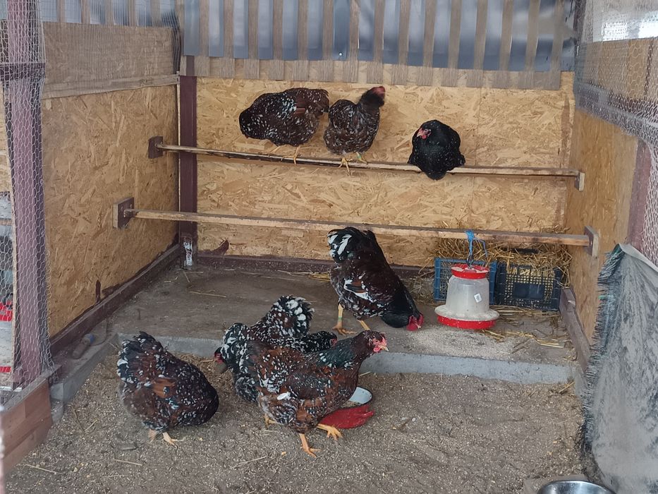 Oua incubat Wyandotte