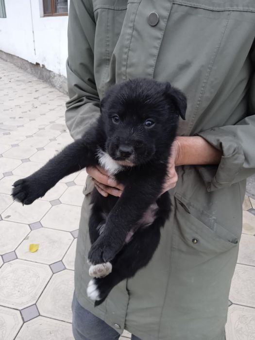 Щенки крысоловы девочки