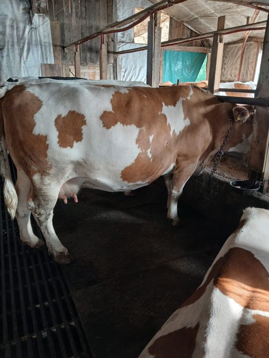 Vaca gestanta la al 4 vitel