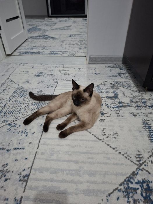 Тоза сиам мушуги