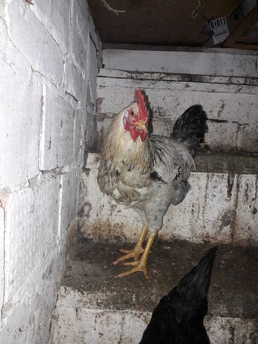 Продаётся молодой петух