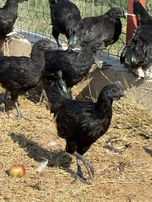 Cocosi Ayam Cemani 2026