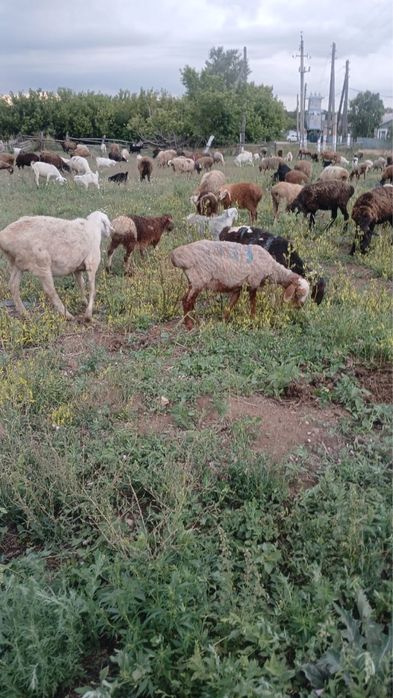 Продам бараны и овцы.