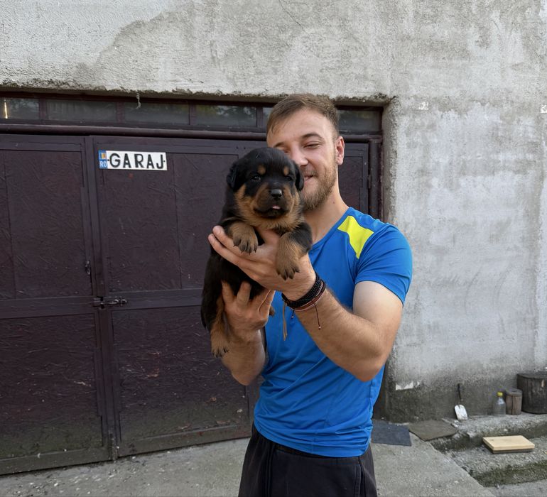 Vand pui rottweiler
