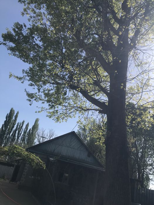 Продается дерево дуб