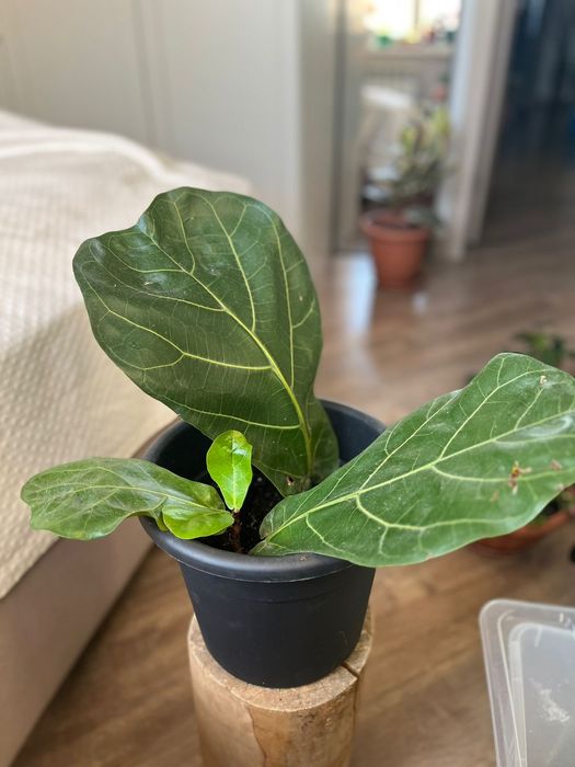 Комнатные цветы _