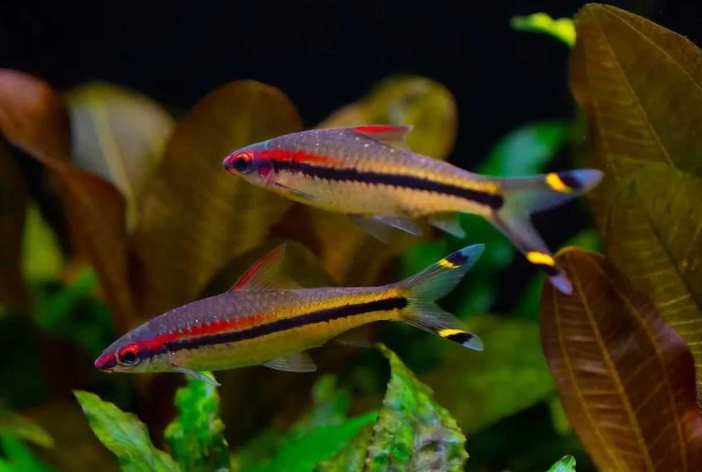 Аквариумная рыбка "Барбус Денисони"