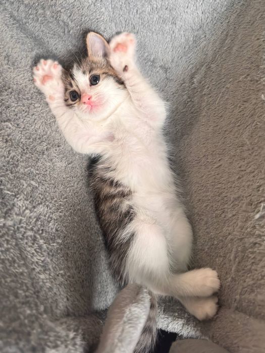 Отдаем котят в хорошие руки !